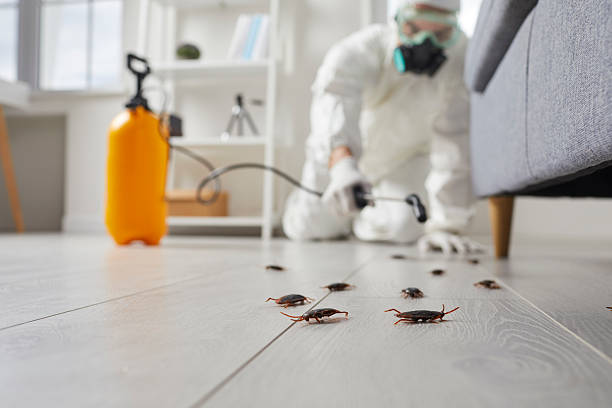 Post-Treatment Bed Bug Interceptor Monitoring in Tornillo